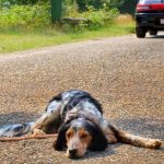 Cosa fare quando si trova un cane abbandonato