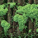 Green Economy 2016 – L’Italia in Europa e nel mondo